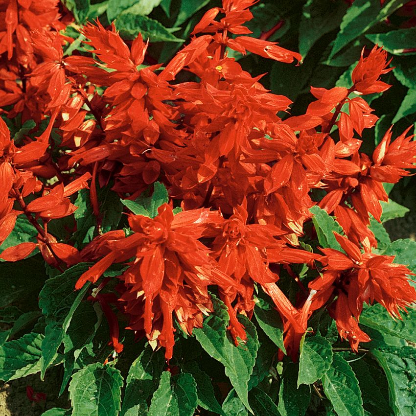 Praktsalvia 'Scarlet Piccolo', Utsökt, låg sort med täta, röda blomspiror.