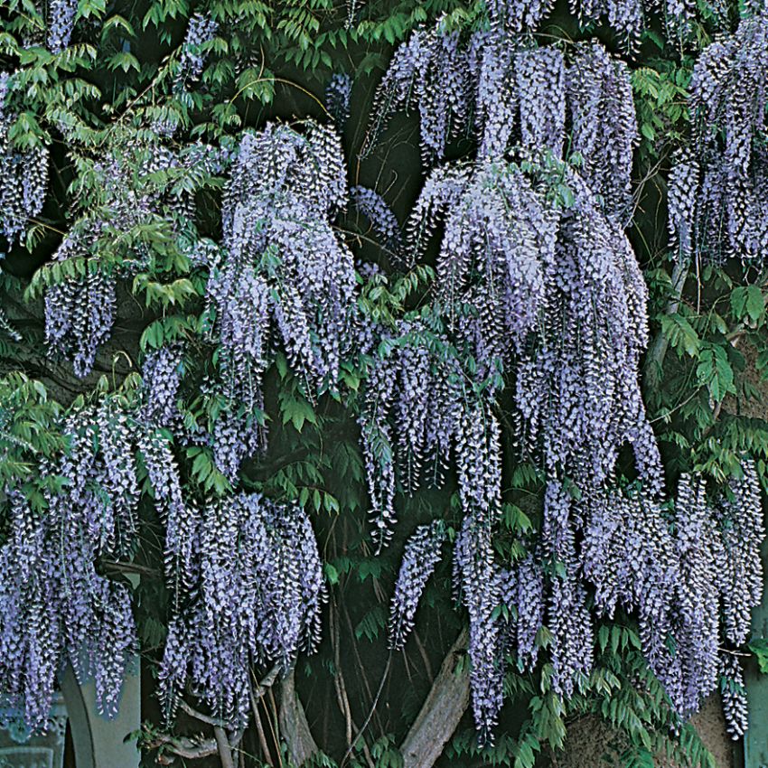 Blåregn. klängväxt med ljusgröna, långa parblad. Täta, doftande blomklasar.