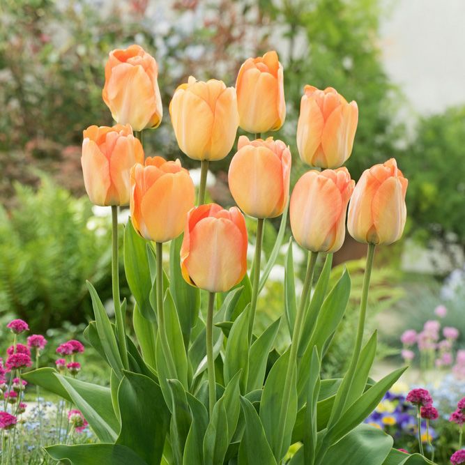 Darwinhybridtulpan ''Daydream'', solgula, väldoftande blommor som övergår i oran