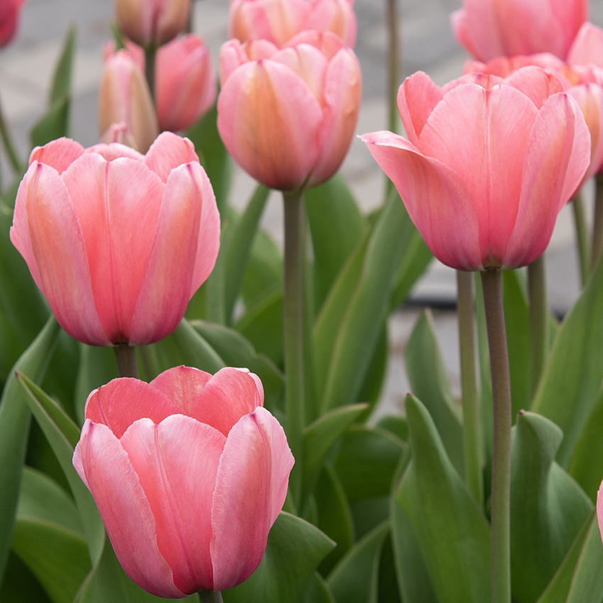 Darwinhybridtulpan ´Pink Impression´,Stora, djupt rosa blommor har en vacker sat