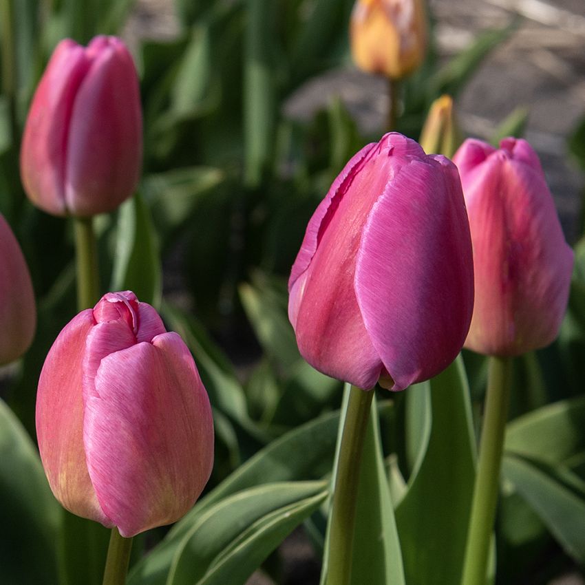 Darwinhybridtulpan 'Purple Pride' 7 st i gruppen Lökar & Knölar / Vårblommande lökar & knölar / Tulpaner hos Impecta Fröhandel (465285)