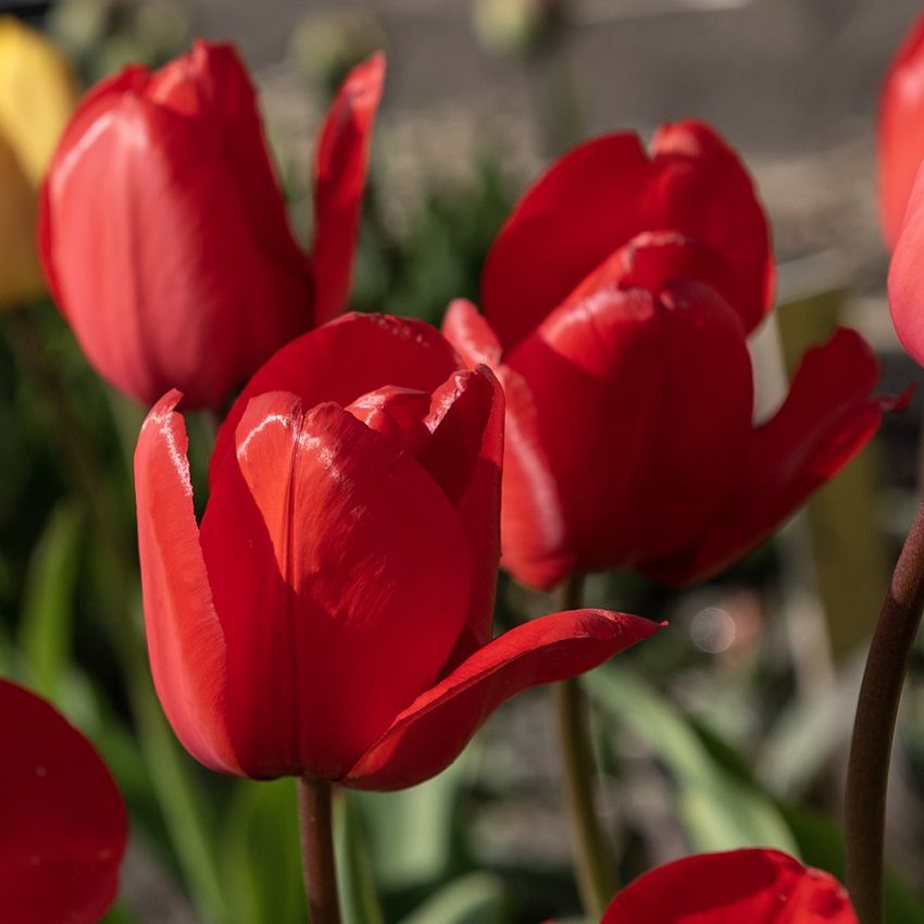 Darwinhybridtulpan ''Red Impression'', röda blommor med vacker satinglans.