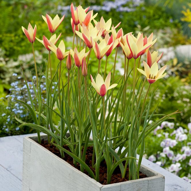 Italiensk Tulpan ''Cynthia'', djupt röda blommor med gul kant.