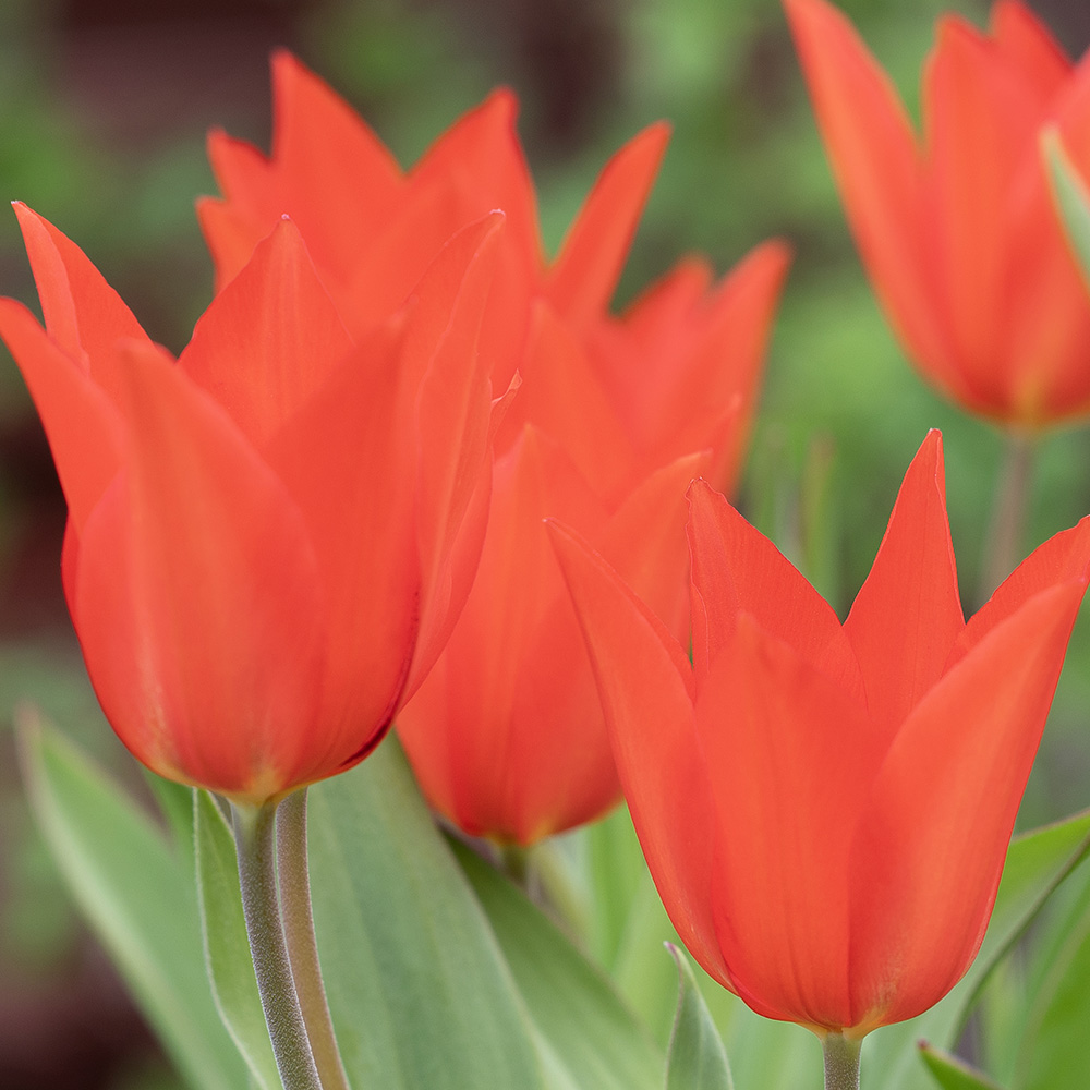 Anemontulpan 'Zwanenburg' 10 st