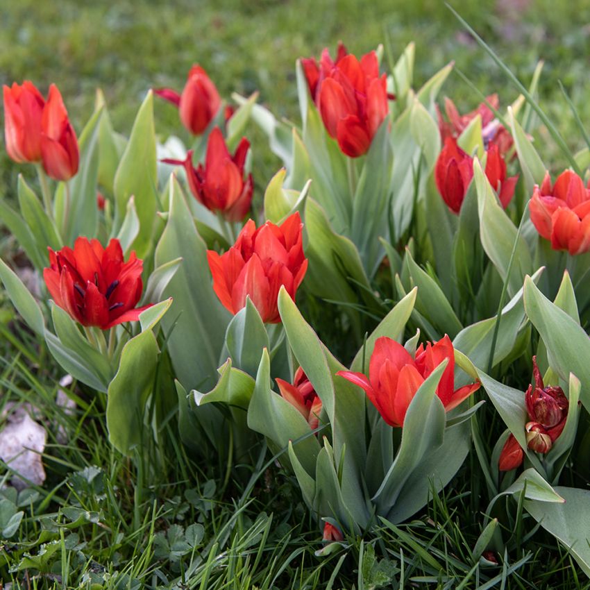 Anemontulpan ''van Tubergen''s varietet'', röd små blommor
