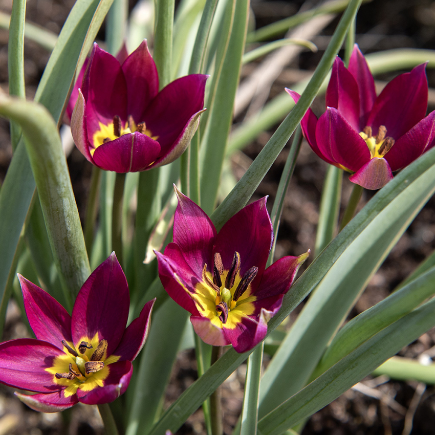 Violtulpan ''Persion Pearl'', lilaröda, stjärnformade blommor med smörgul mitt.