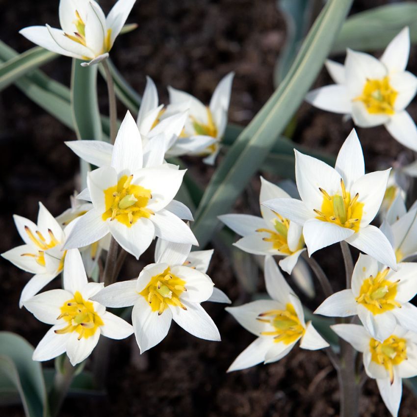 Dvärgtulpan, vita blommor med klargul mitt.