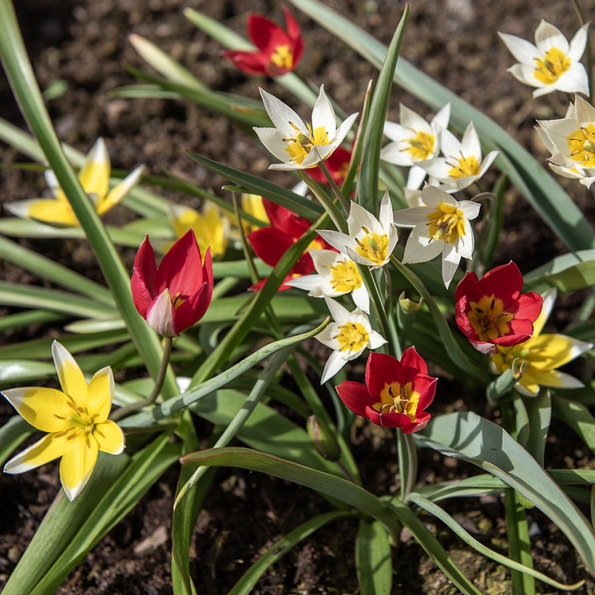 Tulipa Blandade arter, färgrik mix av olika botaniska tulpaner.
