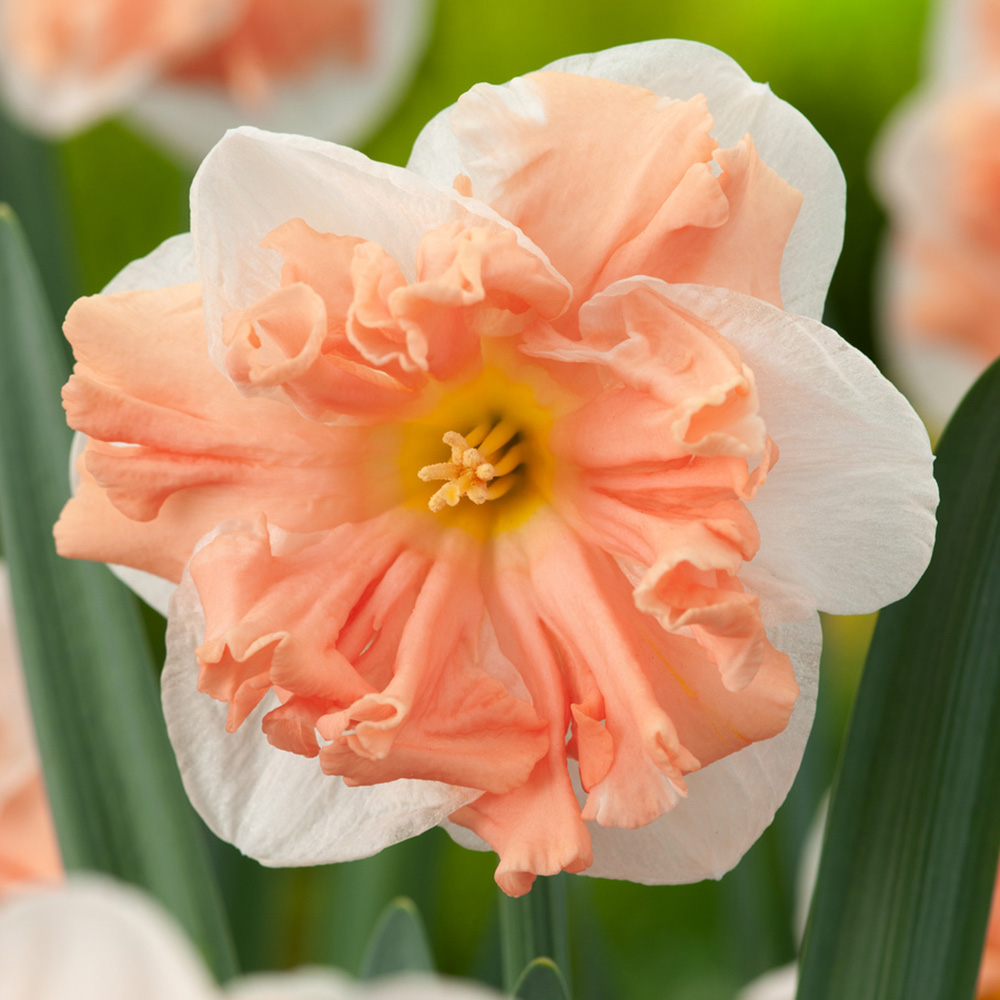 Stjärnnarciss 'Apricot Whirl' 5 st