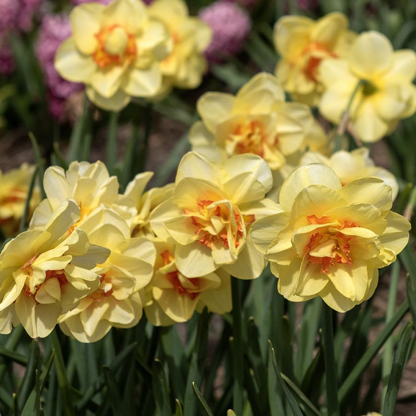 Stjärnnarciss ''Tahiti'', fylld narciss med ljusgul blomma och rödorange stänk.