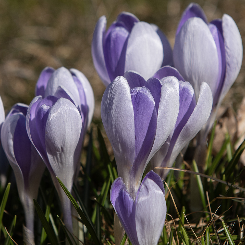 Krokus 'Vanguard' 10 st i gruppen Lökar & Knölar hos Impecta Fröhandel (465578)