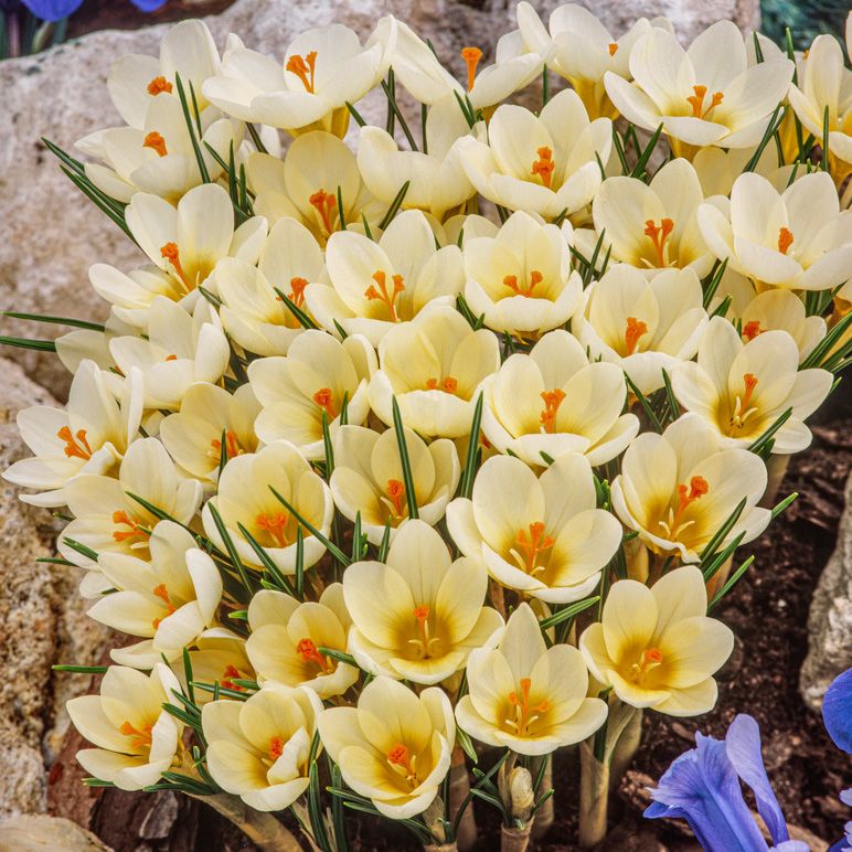 Hybridbägarkrokus ''Cream Beauty'', krokus med varmgula, små blommor.