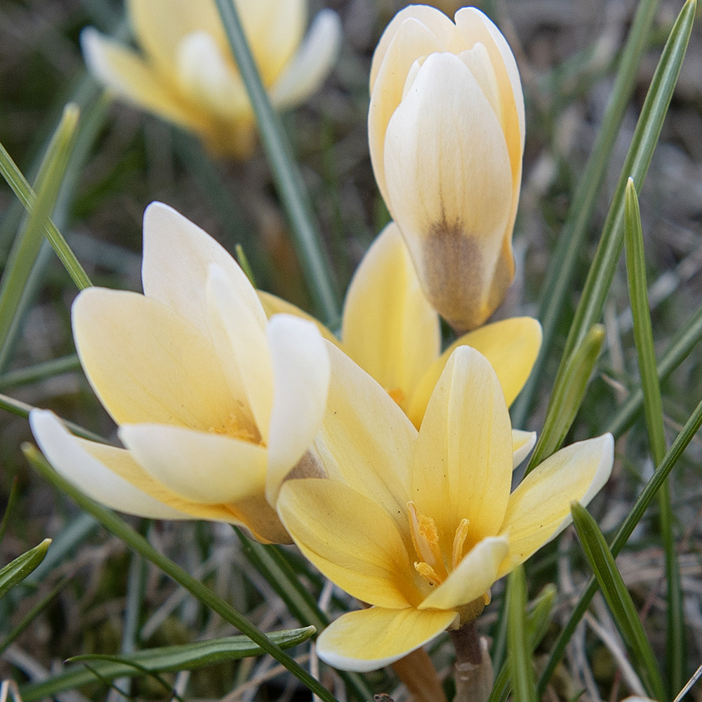 Hybridbägarkrokus ''Cream Beauty'', krokus med varmgula, små blommor.