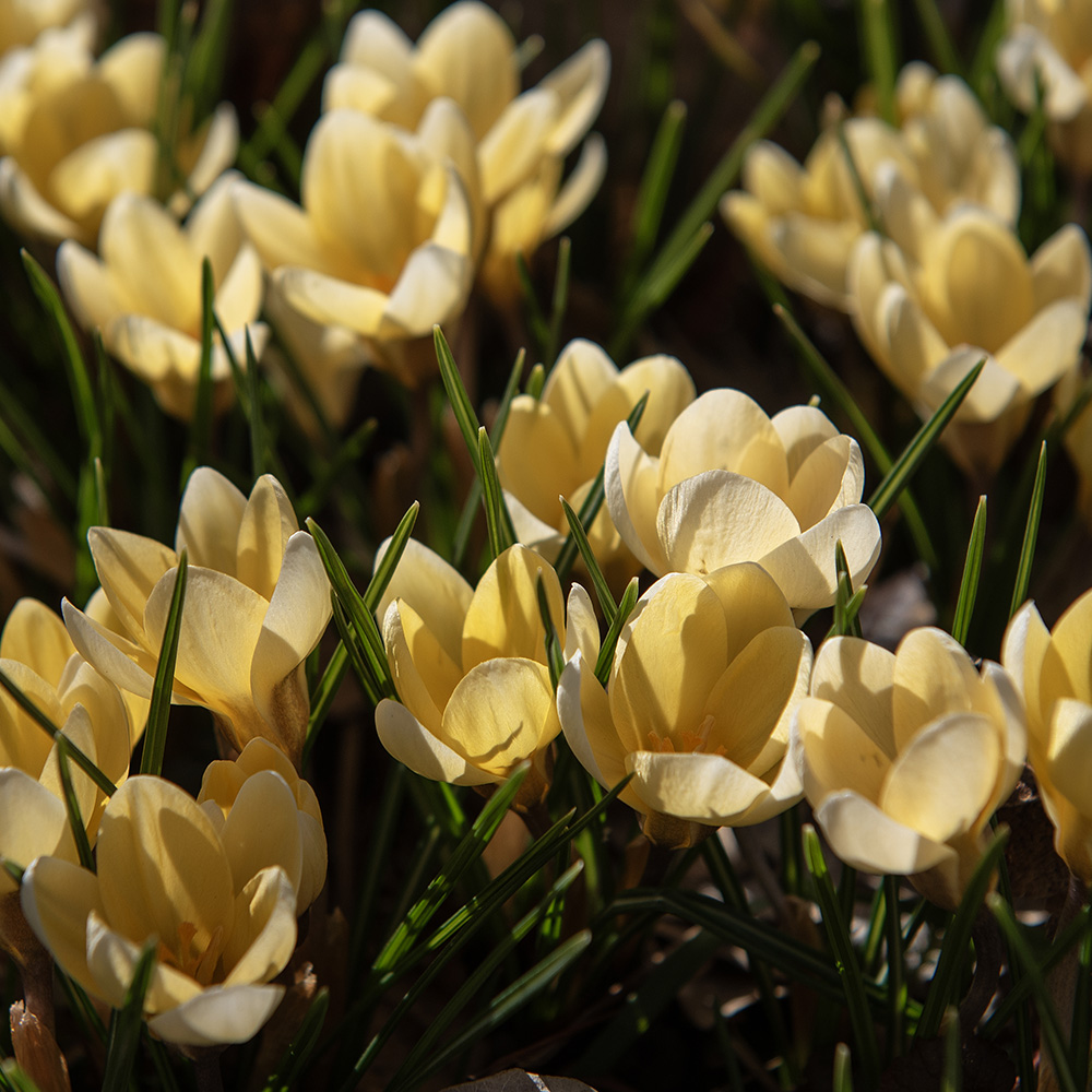 Bägarkrokus ''Romance'', Täta ruggar av varmt smörgula krokusar.