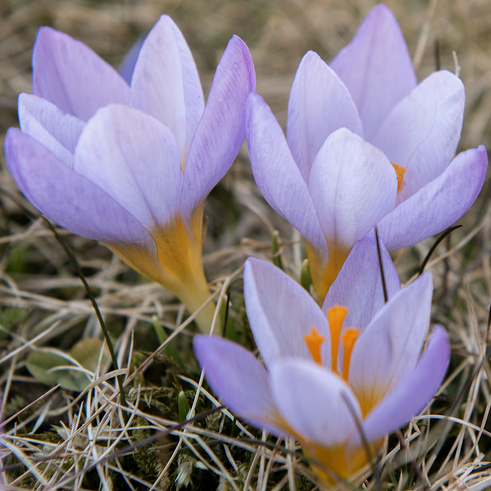 Grekisk Krokus ''Firefly'', en bedårande söt rosalila krokus.