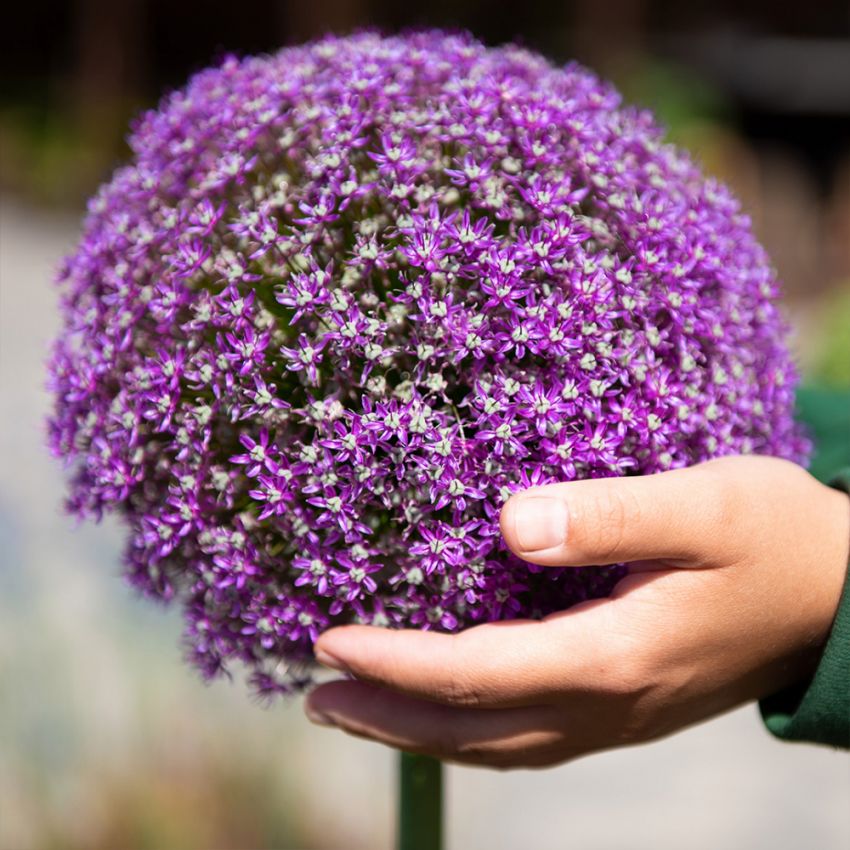 Jättelök ''Ambassador'', allium som blommar i purpur med imponerande bollar.
