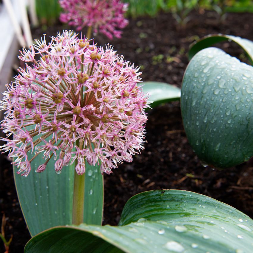 Boll-lök ´Red Giant´ kompakt och lågväxande allium med stora röda bollar