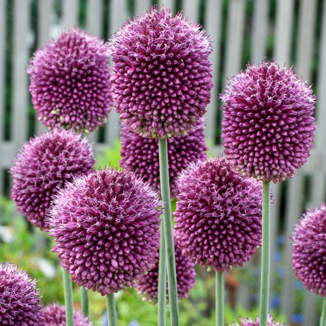 Klotlök, allium vars blomma först är grön för att stegvis bli purpurröd.