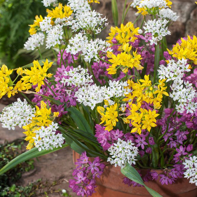 Prydnadslök Blandade arter, mix av låga allium i rosa, rött, gul och vitt.