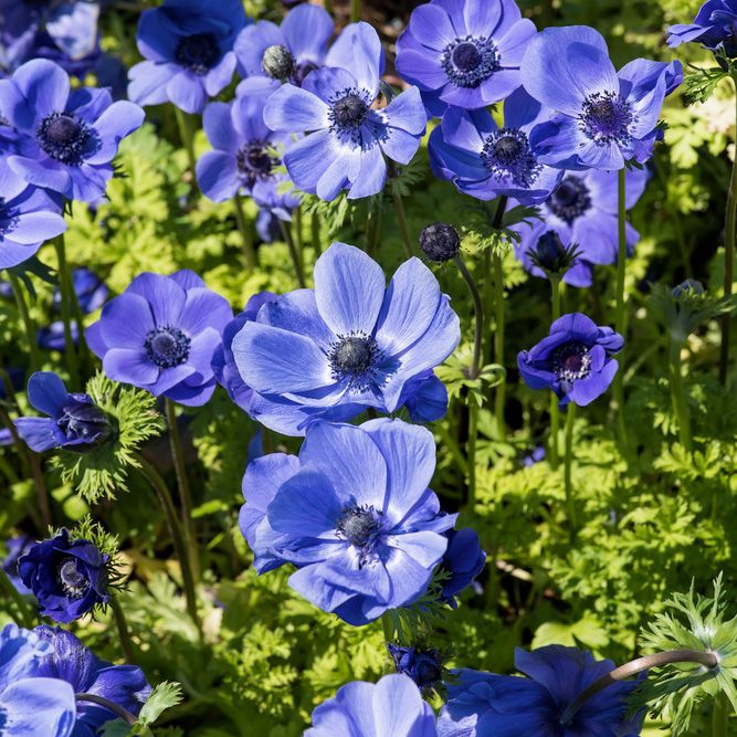 Bukettanemon ''Mr. Fokker'', lysande violettblå, enkelblommande anemon