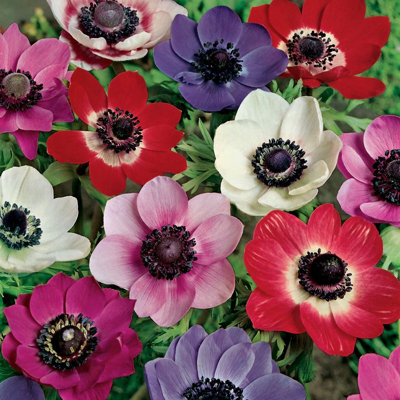 Bukettanemon ''De Caen Mix'', enkelblommande anemoner i lila, rött, blått och vi