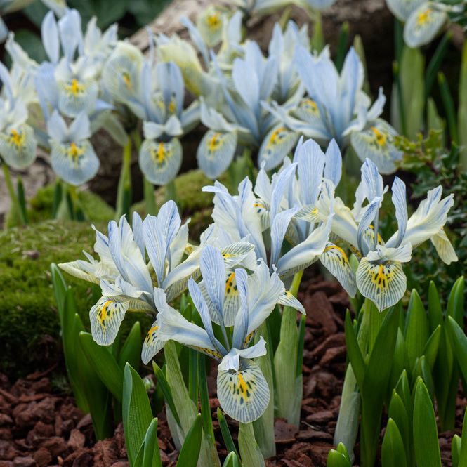 Våriris ''Katharine Hodgkin'', våriris i mjuka blå och gula färger.