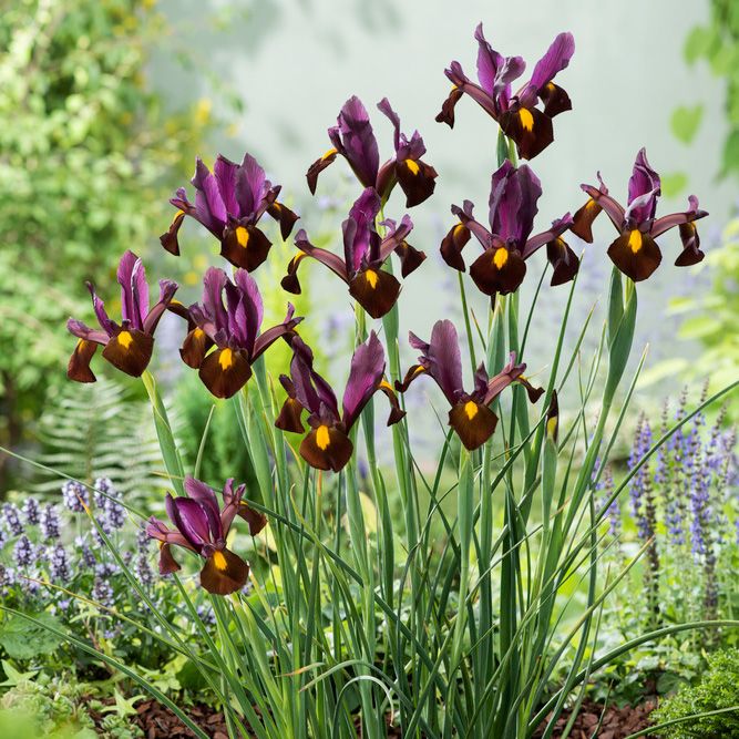 Holländsk Iris ''Red Ember'', purpurröd med kopparbruna inslag och gula fläckar