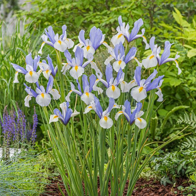 Holländsk Iris ''Silvery Beauty'', blommor i lila och snövitt med gula fläckar 