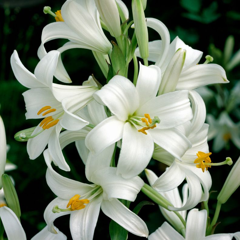 Madonnalilja, den klassiska vita liljan med doftande, trattformade blommor.