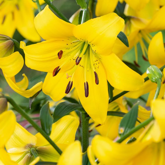 Asiatlilja ''Pearl Melanie'', klargula blommor på höga, stadiga stjälkar.
