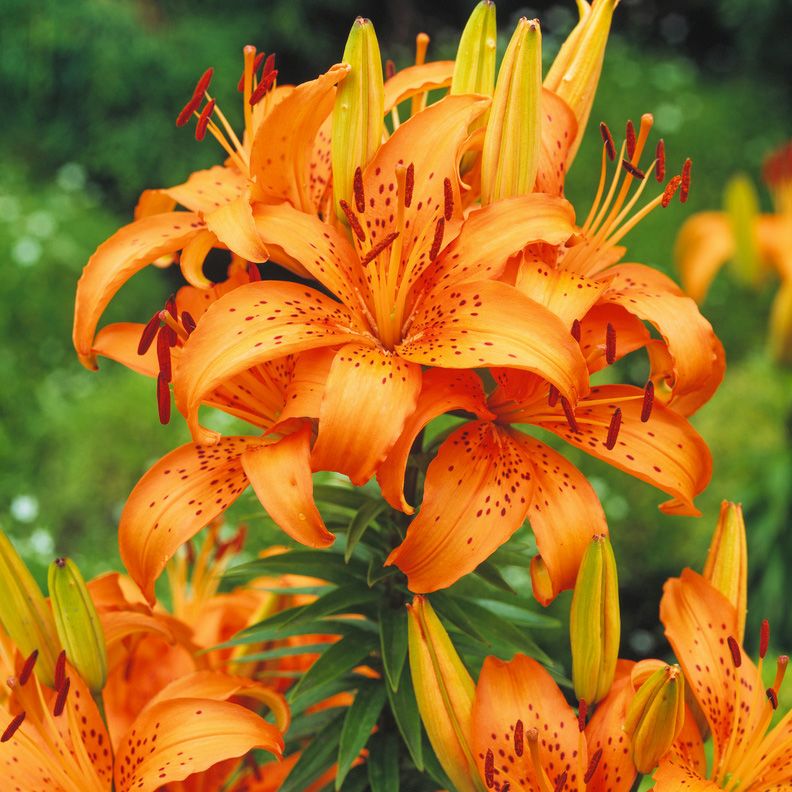 Asiatlilja ''Orange Summer'', lysande orange blommor på höga, stadiga stjälkar.