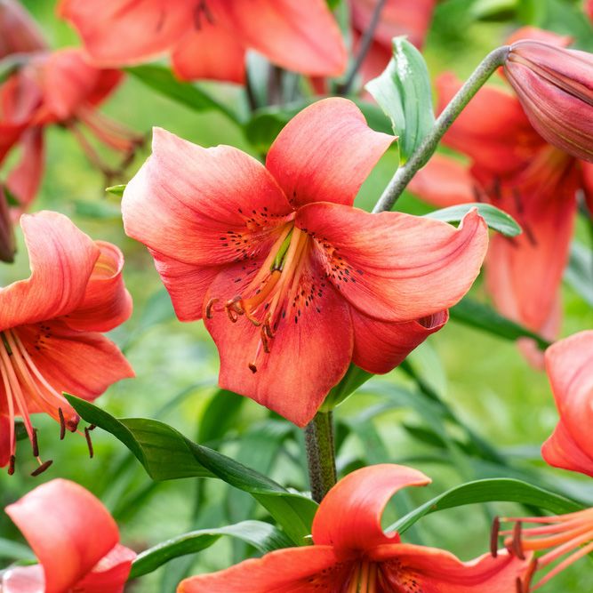 Asiatlilja ''Pearl Loraine'', intensivt röda blommor på höga, stadiga stjälkar.