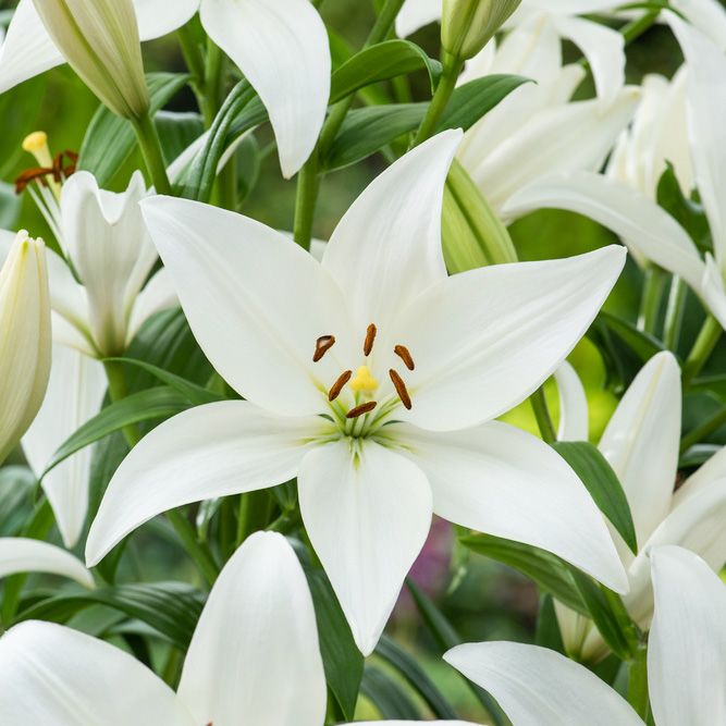 Asiatlilja ''Bright Diamond'', praktfulla vita blommor på höga, stadiga stjälkar