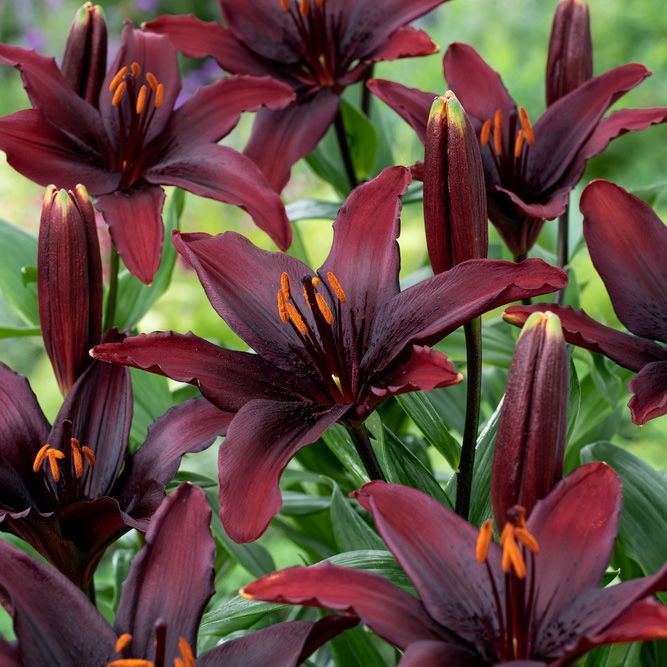 Asiatlilja ''Blacklist'', dramatiskt svarta blommor på höga, stadiga stjälkar.