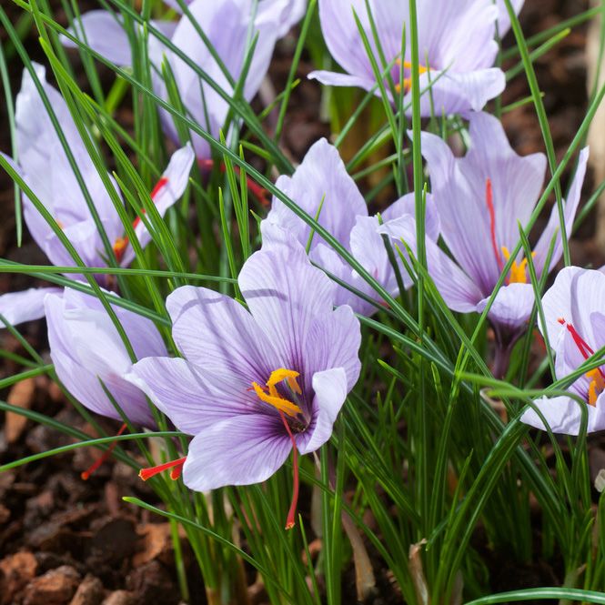 Saffranskrokus, bedårande, purpurfärgade krokus. Pistillen används till saffran.