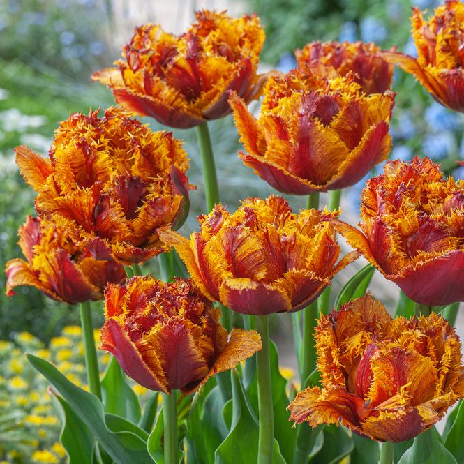 Franstulpan ''Bastia'', fyllda, fransiga blommor i brunrött med guldgula kanter.