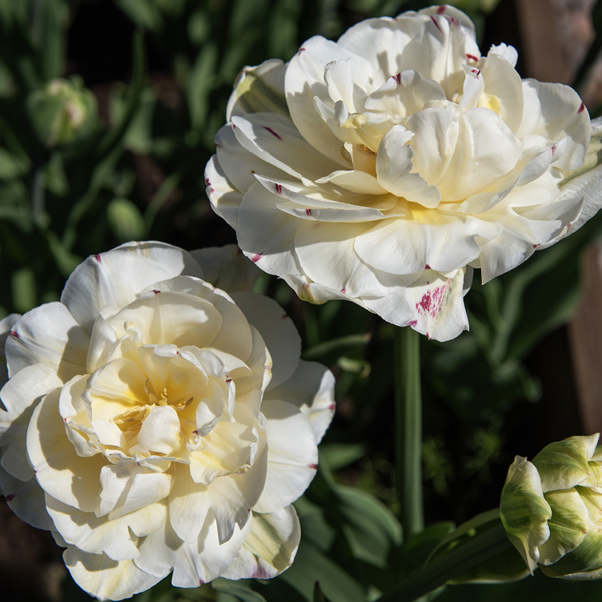 Tulpan ''Danceline'', fyllda, vita blommor med mörkrosa till röda streck.