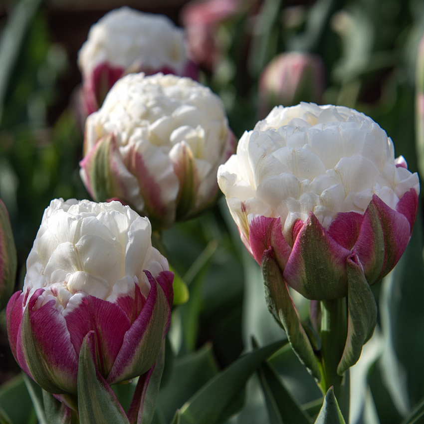 Tulpan ''Ice Cream'', fylld tulpan i grönt och rosa.
