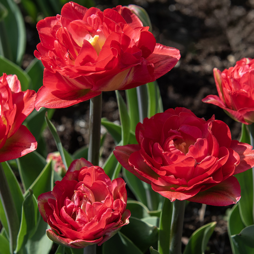 Tulpan ''Pamplona'', fylld tulpan med klarröda blommor.