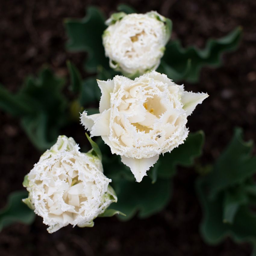 Tulpan ´Snow Crystal´, vit fylld tulpan med fransiga blommor.