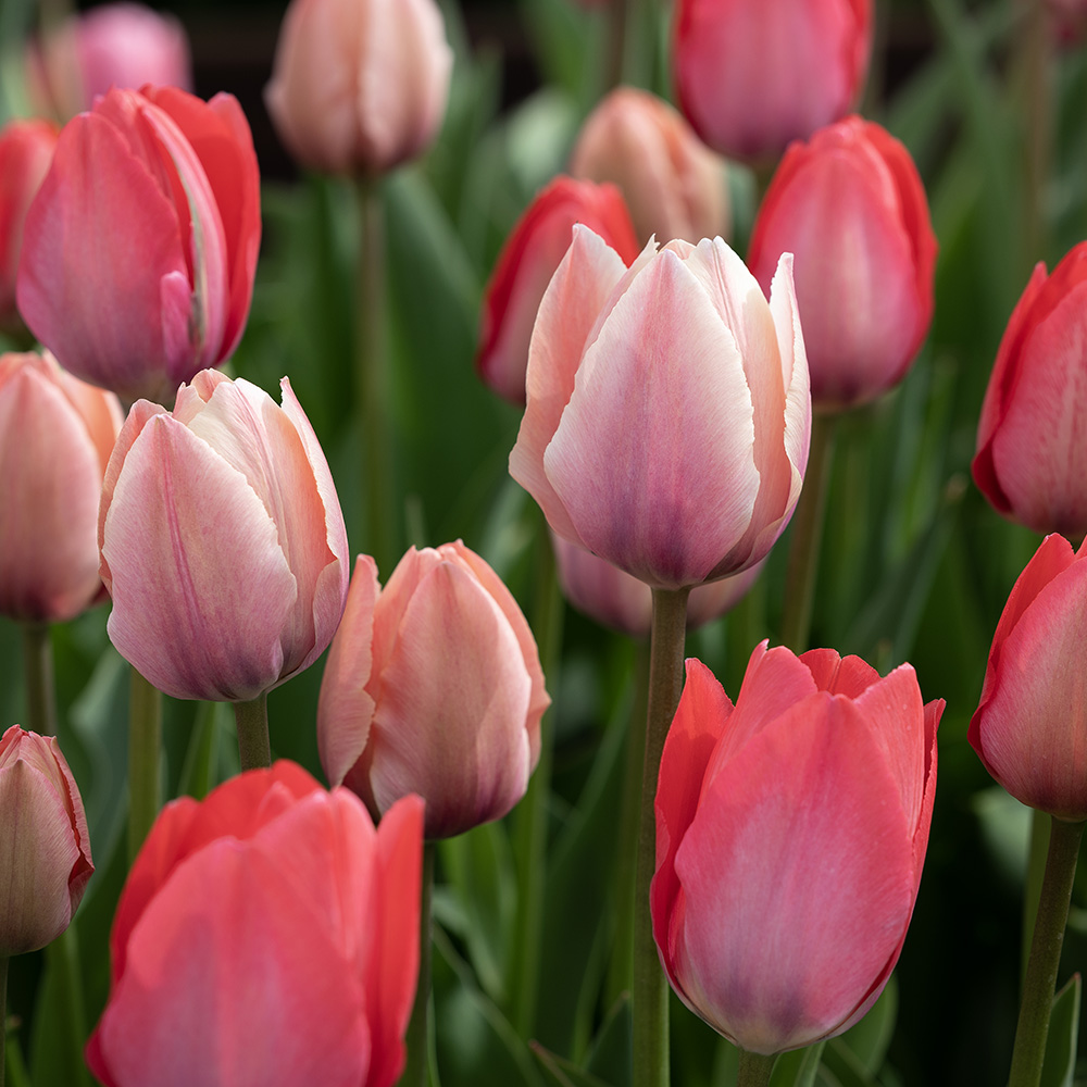 Triumftulpan ´Pink & Red Mix´, mix av klassiska triumftulpaner i rosa och rött.