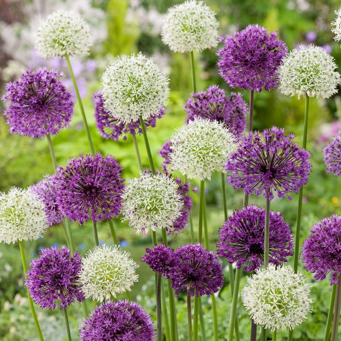 Prydnadslök ´Purple-White Mix´, vita och purpurfärgade bollar på raka stjälkar