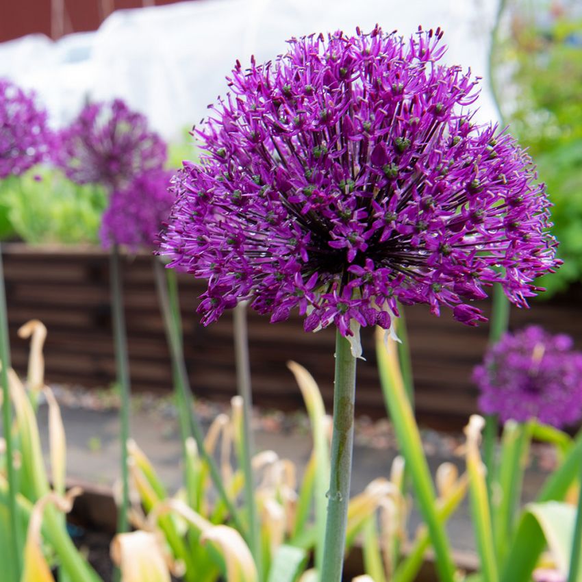Prydnadslök ´Purple Rain´Violetta alliumbollar på stadiga, raka stjälkar. 