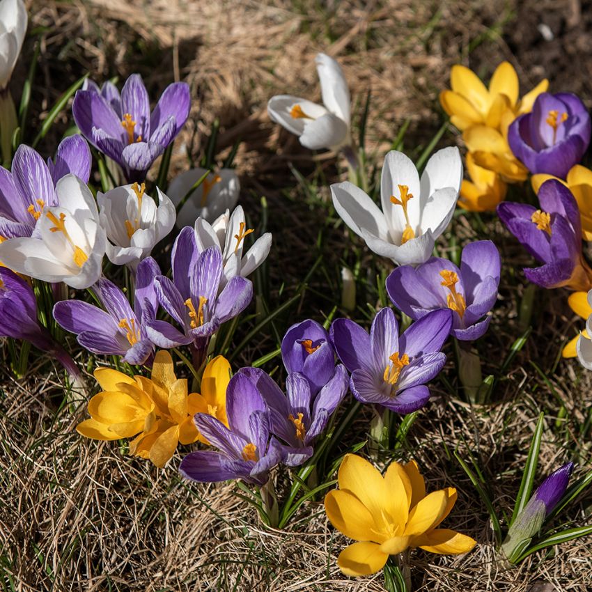 Krokus Storblommig Mix, Gula, lila, vita blommor 