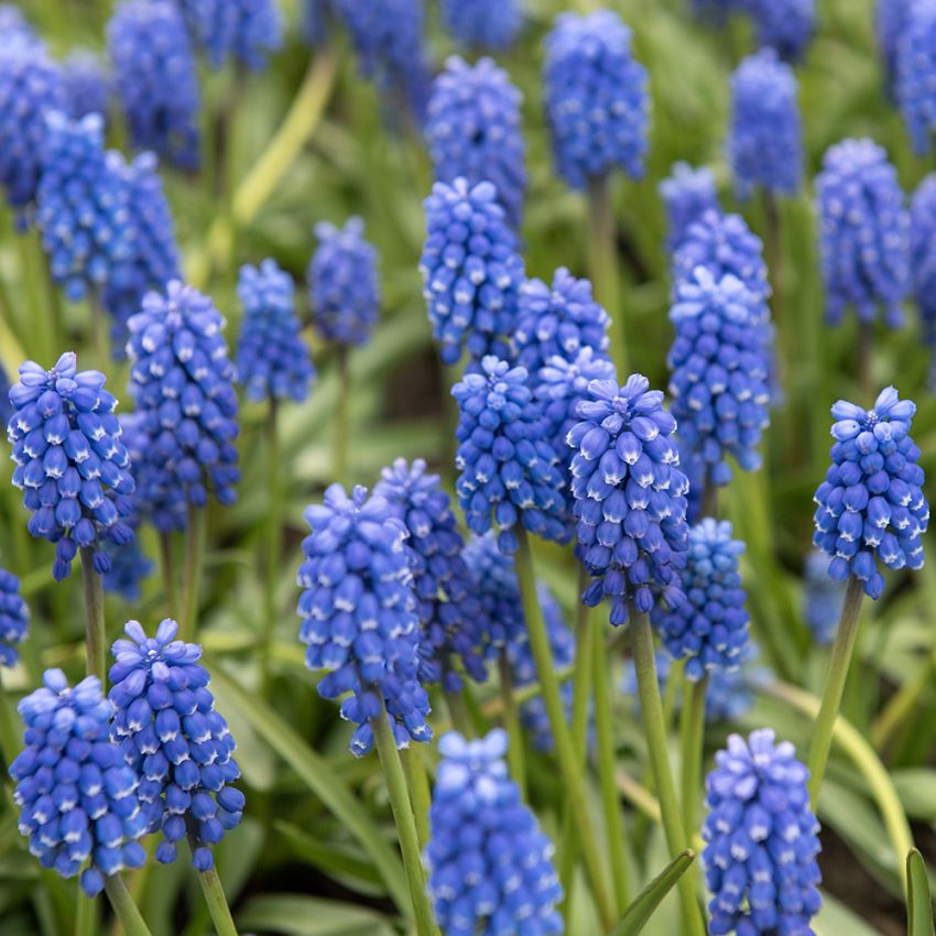 Armenisk Pärlhyacint, vårblomma med blå blommor som samlas som i en druvklase.