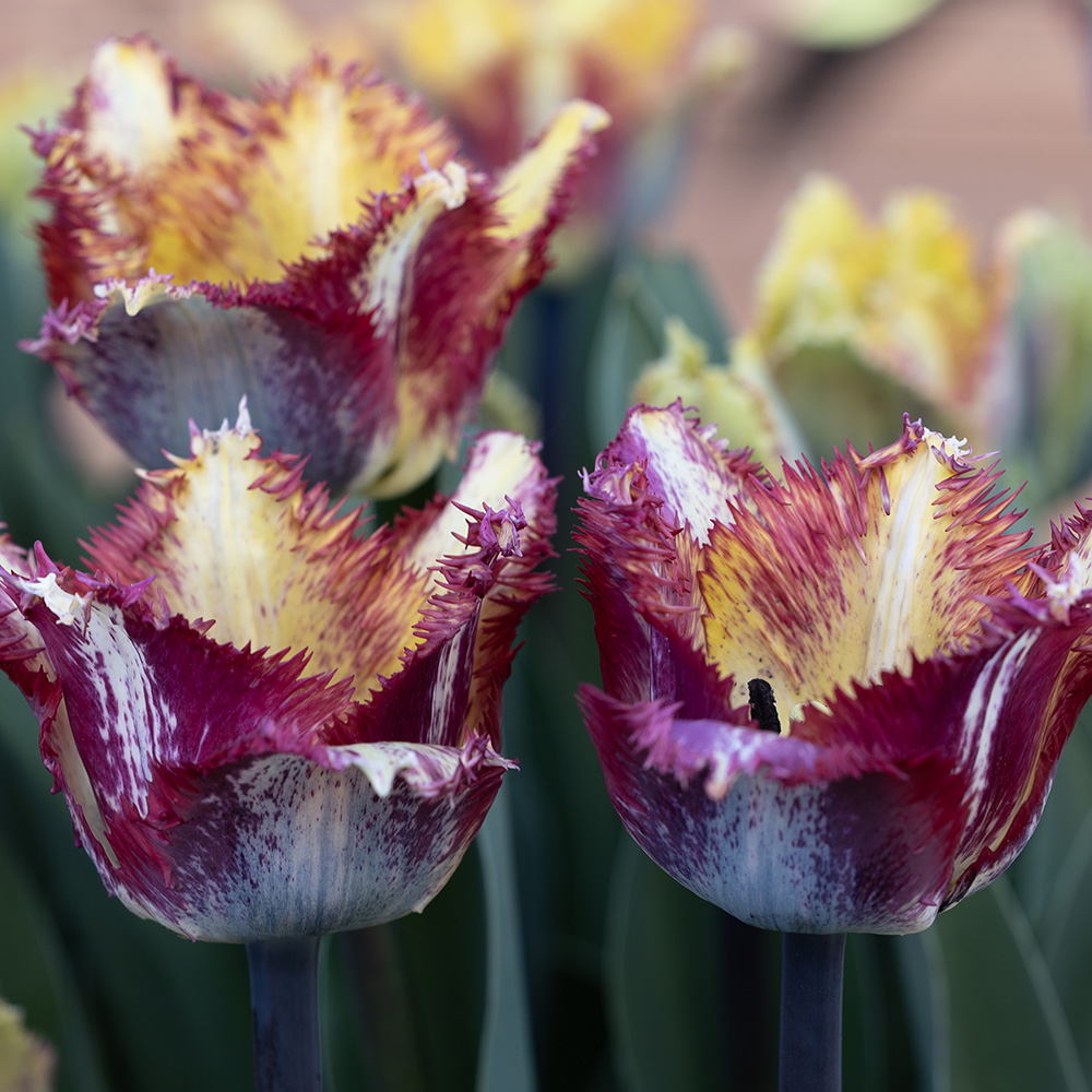 Franstulpan 'Color Fusion' 7 st