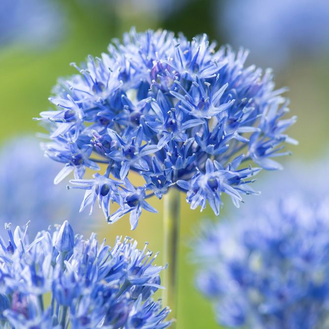 Azurlök, små himmelsblå blombollar på smala stjälkar.