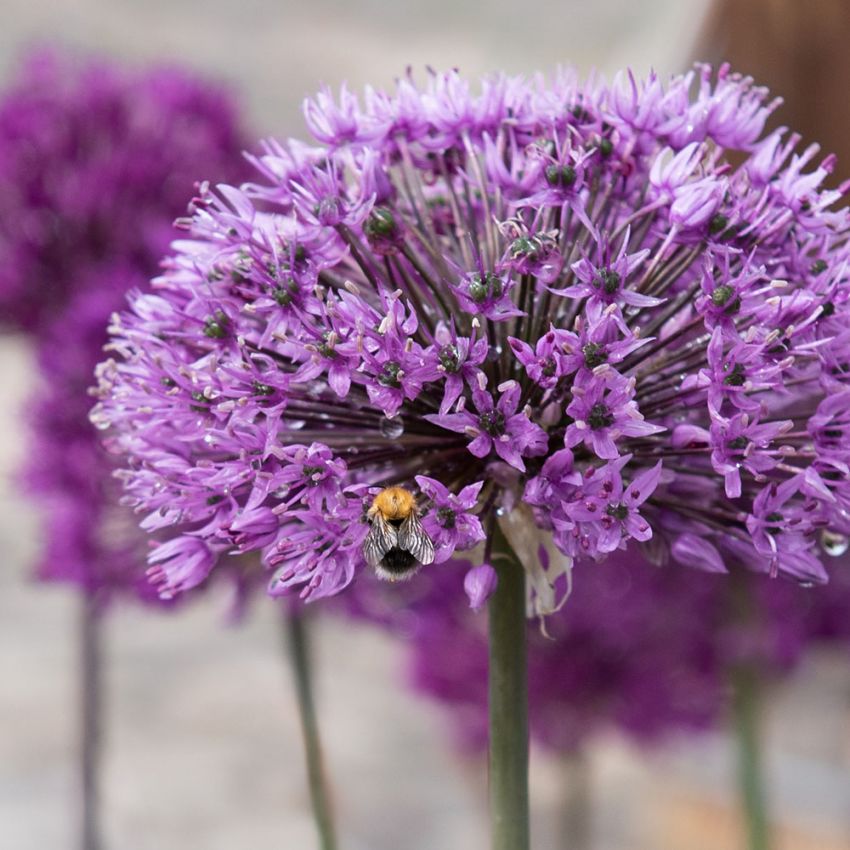 Purpurlök Purple Sensation´djupt violettfärgade bollar på stadiga, raka stjälkar