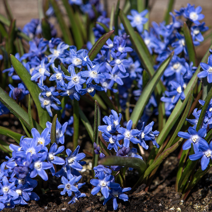 Liten Vårstjärna, stjärnformade små, blå blommor.