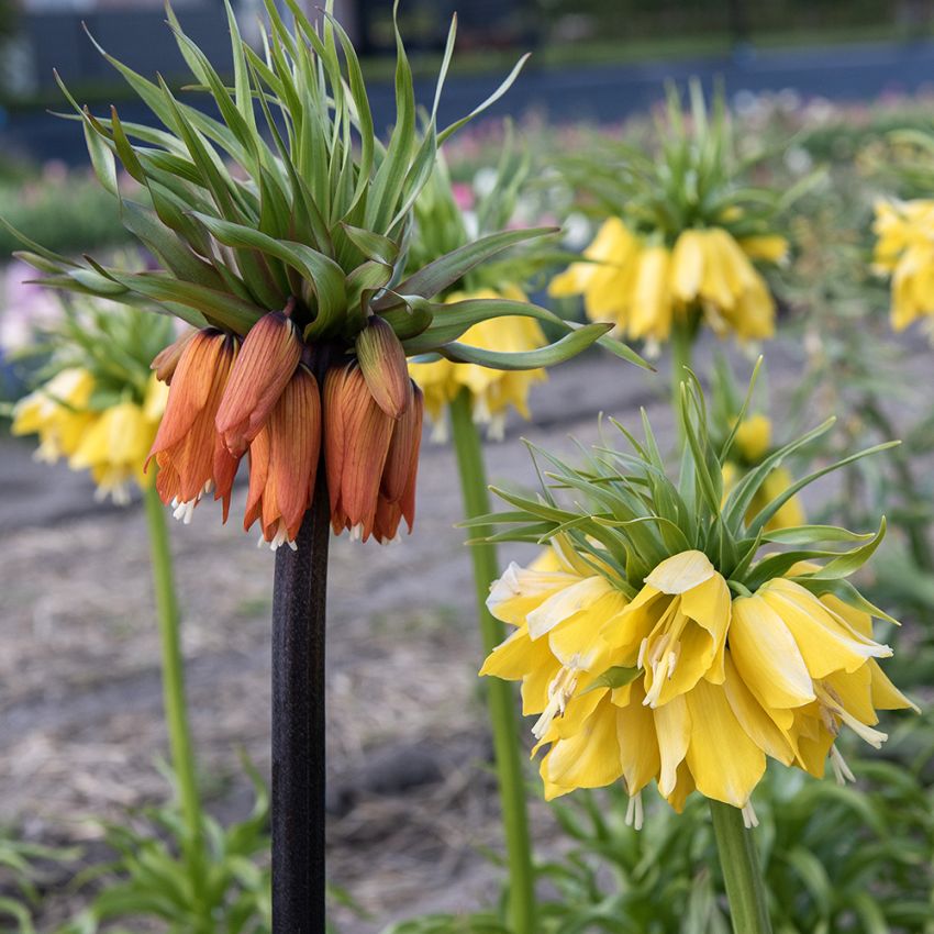 Kejsarkrona mix, hängande klockformade blommor i gula, orange och röda kulörer.